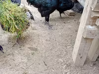 Australian Pit Game fowl — Foto 5