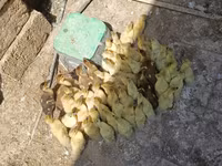 मुलार्ड — फ़ोटो 6