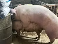 خنزير ذكر, الخنازير — الصورة 3
