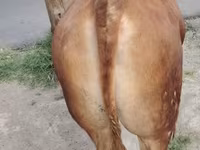 Bull, Limousin cow — photo 4