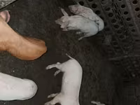 Էգ խոզ, Խոզեր — լուսանկար 2