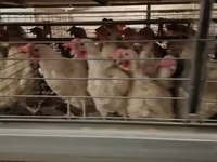 Chickens — լուսանկար 3