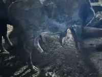 Ցուլ, Խոշոր եղջերավոր — լուսանկար 1