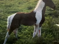 公马, Tennessee Walking Horse — 照片 4