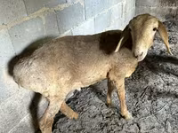 Ovelha, Katum sheep — foto 1