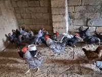 Chickens — الصورة 4