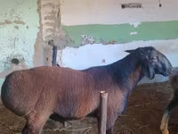 Ram, Hissar sheep — photo 2