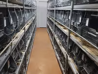 Distribuim furaj granulat,brichet de lucerna si nisip tratat pentru chinchilla (шиншила,sinsila) — Foto 5