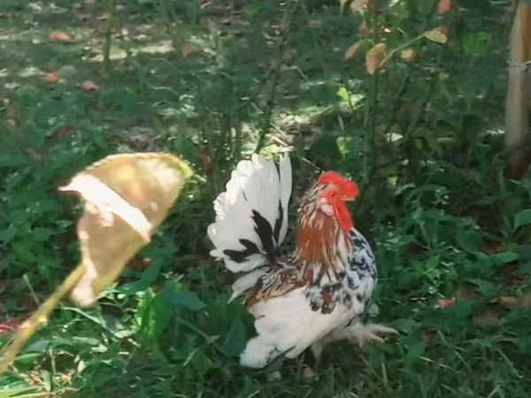 Японский миниатюрный