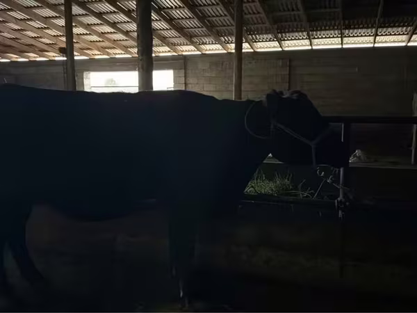 Kuh, Latvian Blue cattle