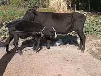 母牛, Cattle — 照片 4