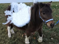 Էգ ձի, Miniature horse — լուսանկար 6