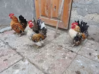Սերամա — լուսանկար 4