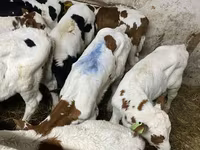 公牛, Simmental cattle — 照片 2