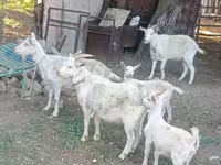 Էգ այծ, Dutch Landrace goats — լուսանկար 2