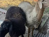 Խոյ, Hissar sheep — լուսանկար 2
