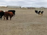 Կով, Swiss cattle — լուսանկար 3