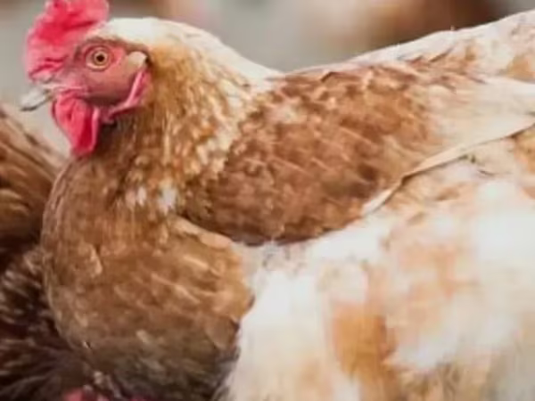 Chickens — Հայաստան