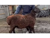 Carneiro, Hissar sheep — foto 2