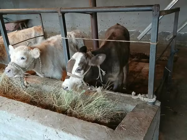 Bull, Cattle