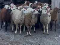 كبش, الأغنام — الصورة 3