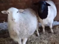 Խոյ, Dorper sheep — լուսանկար 2