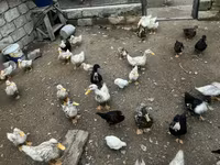 Ducks — 2-сурет