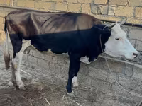 Kuh, Rotbunte Rasse — Foto 2