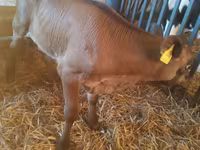 Ցուլ, Simmental cattle — լուսանկար 8