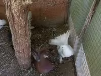Ducks — Foto 1