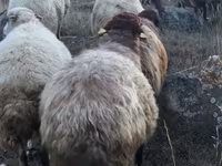 Խոյ, Blackheaded Persian sheep — լուսանկար 3