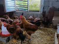 Chickens — Foto 3