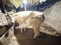 Կով, Ukrainian Brown Dairy Cattle — լուսանկար 2