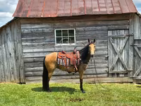 Stute, Missouri foxtrotter — Foto 5