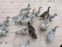 Ducks — फ़ोटो 2