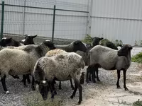 Sheep, Romanov sheep — photo 3