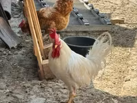 Chickens — Foto 2