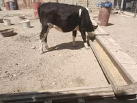 Vaca, Russian Black pied cattle — foto 2