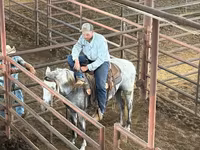 Ձի, Tennessee Walking Horse — լուսանկար 7