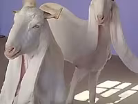 Էգ այծ, Gulabi goats — լուսանկար 1