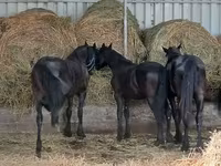 公马, Dutch warmblood horse — 照片 5