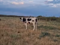 Cow, Holstein breed — photo 2