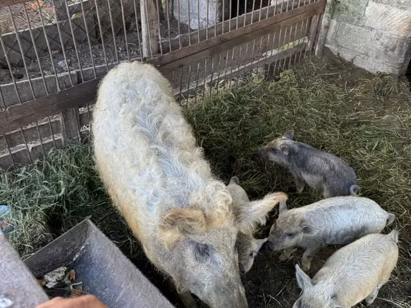 Cerda, Мангалица