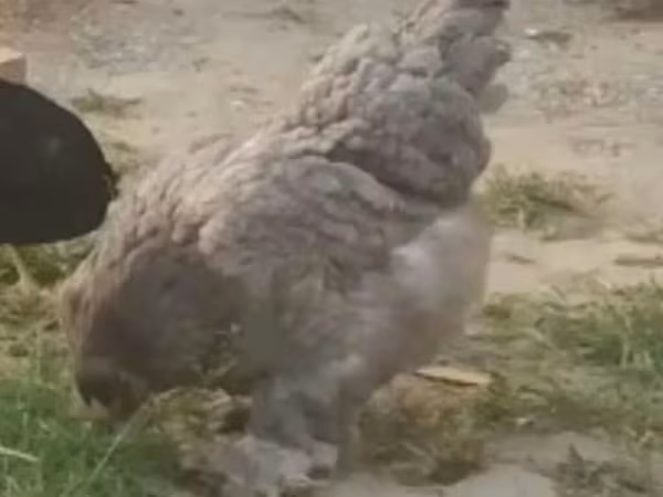 براهما