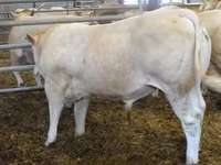 Ցուլ, Blonde d’Aquitane cattle — լուսանկար 2