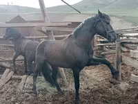 Horse (M), Altai horse — photo 4