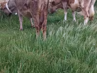 Cow, Azerbaijani zebu — photo 6