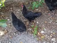 Chickens — Foto 1
