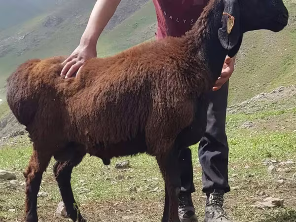Кочкор, Перс черноголовдуу кой
