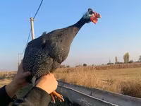 Turkeys — լուսանկար 3